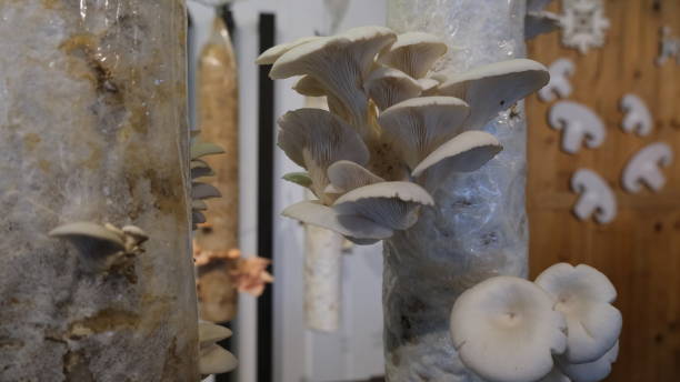 istock Oyster Mushroom cultivation growing in organic farm 1479282926
