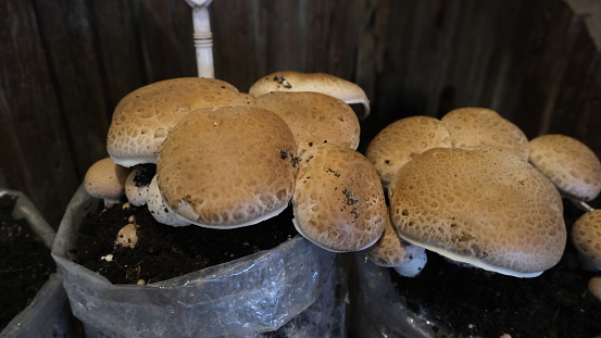Close-up Shiitake Mushroom cultivation in the organic farm