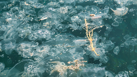 Jellyfishes and garbage floating on water. Resulting with water pollution and environmental damage to the sea