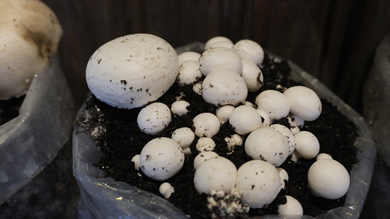 Close-up of a pile of cleaned porcini mushrooms in the plastic box for sale at the market