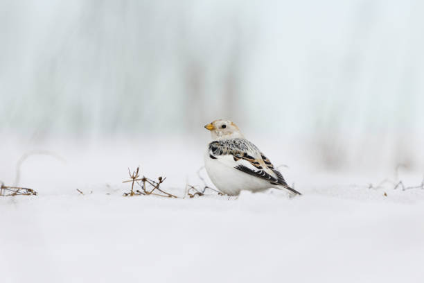 istock Snow bunting (Plectrophenax nivalis) sitting in the snow in early spring. 1479284194