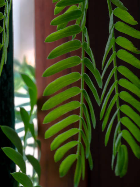 istock The leaves are not small to sunlight. 1479285283