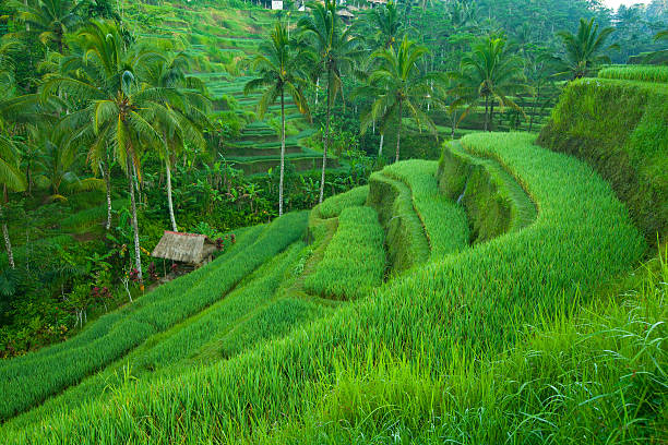 istock Rice tarrace in mountains on Bali. 147928533