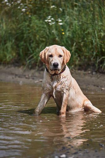 Fawn labrador in a muddy puddle in the summer heat, village