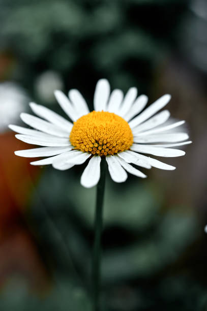 istock Blooming chamomile macro photo on a green background 1479288463