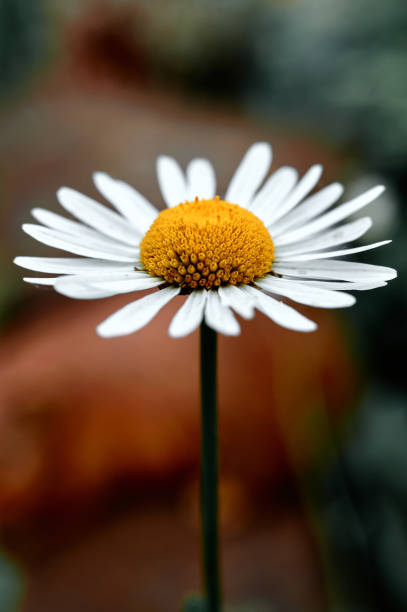 istock Blooming chamomile macro photo on a green background 1479288468
