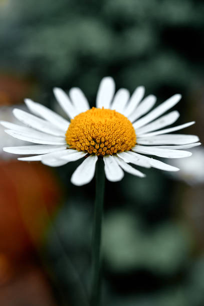 Blooming chamomile macro photo on a green background