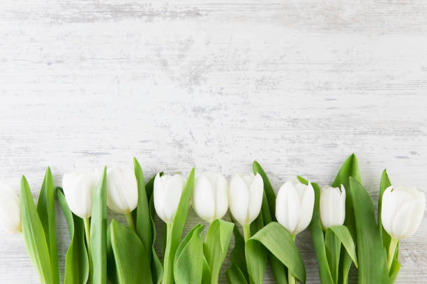 Free Stock Photo of White tulips on rustic blue wooden background ...