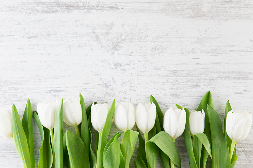 Beautiful white tulips in a row on wooden background