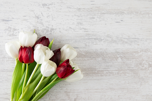Beautiful white and red tulips on wooden background