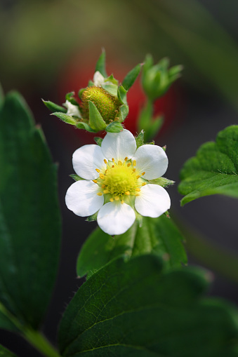 Strawberry flower on natural background