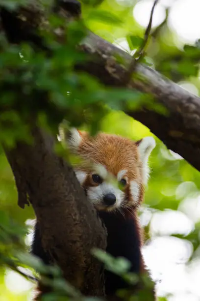 Red panda sits on a tree and looks down
