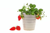 Strawberry in a flowerpot on white background