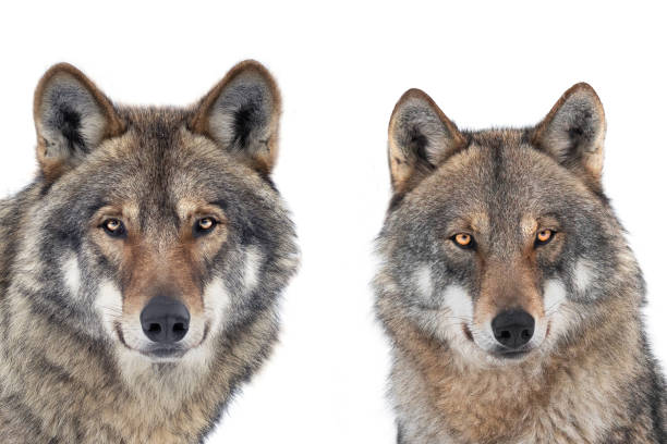 istock portrait wolf and she wolf isolated on white background 1479290586