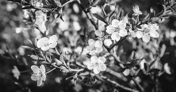 Blossoming tree branch on blurred background. Minimal horizontal composition, black and white springtime natural beauty concept