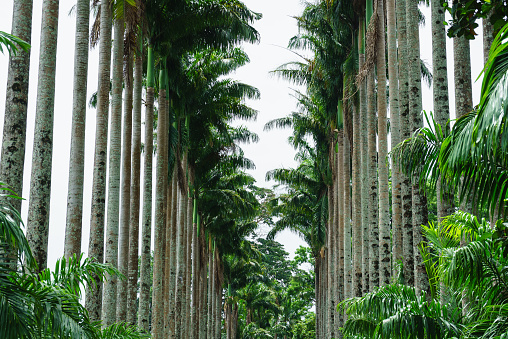 Trunks of palm trees in the botanical garden in Sri Lanka