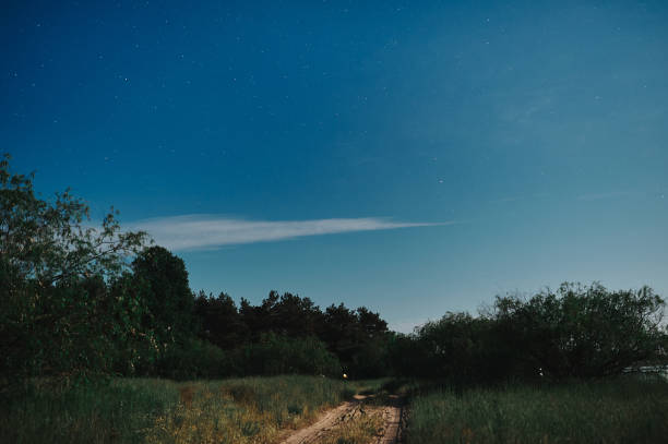 istock Pine forest in the full moon under the stars 1479291626