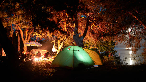 Camping camp in a pine forest by the river