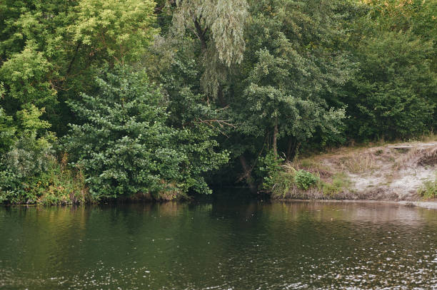 istock Tree on the river bank near the water during sunset 1479292498
