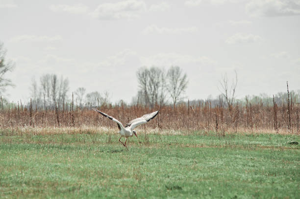 istock dult stork flies over an empty field, village 1479293564