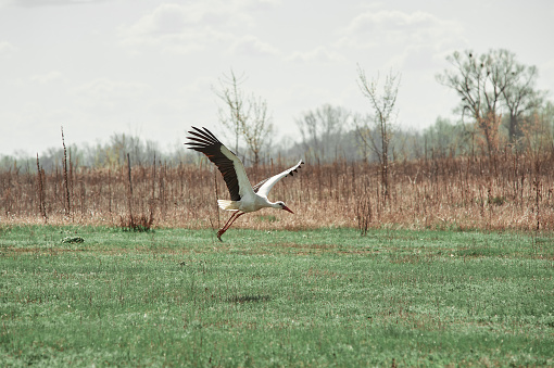 dult stork flies over an empty field, village, spring