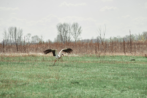 dult stork flies over an empty field, village, spring