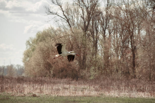istock dult stork flies over an empty field, village 1479293582