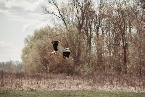 dult stork flies over an empty field, village, spring