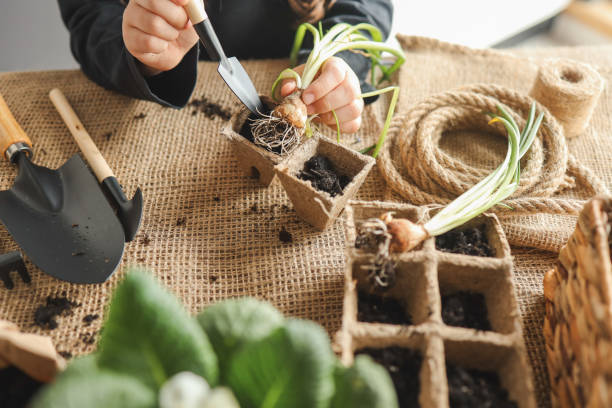 istock Girl doing gardening at home 1479294520