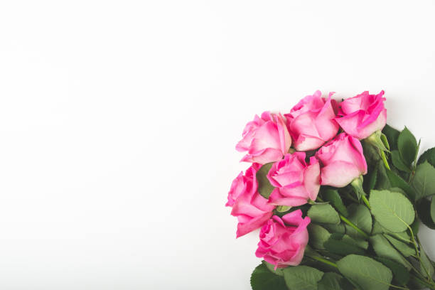 красивый букет из свежих розовых роз в полном расцвете на белом фоне. букет цветов с крестом для текста, плоская укладка. открытка на день ма - rose mothers day flower pink стоковые фото и изображения