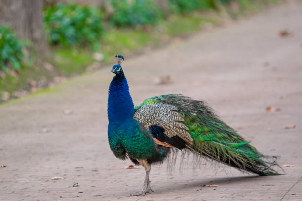 istock Peacock with blue and green colours 1479298409