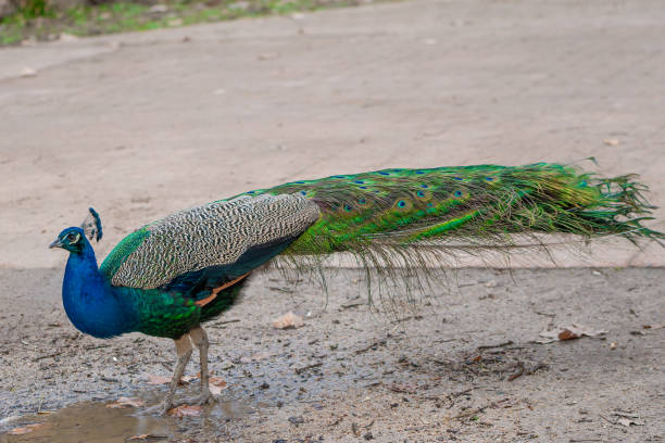 istock Peacock with blue and green colours 1479298437