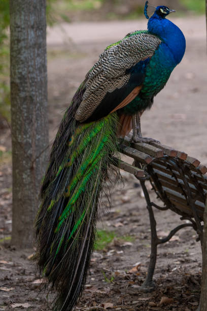 istock Peacock with blue and green colours 1479298466