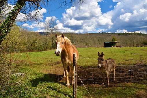 Cute light brown horse and a donkey a meadow with forest behind in Primorska, Slovenia