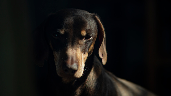 Portrait of a dachshund. Contrast portrait of a dog. A dog with big ears. Portrait of an adult dachshund