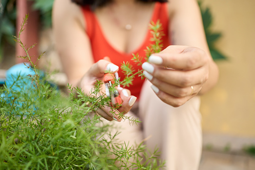 Close-up of a woman trimming plants in backyard garden