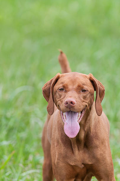 istock Happy Looking Vizsla Dog in a Green Field 147930355