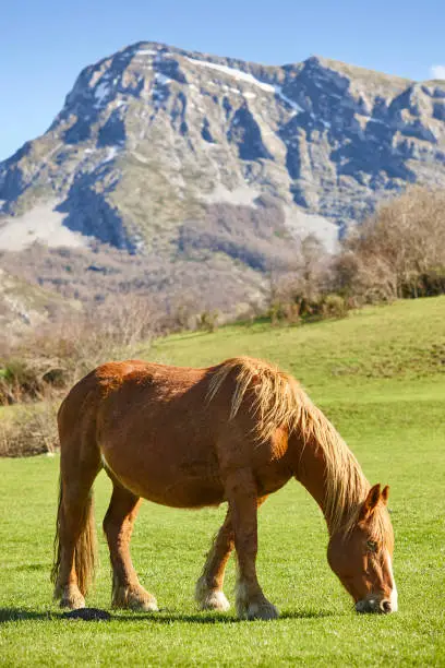 Horse in a green valley. Castilla y Leon landscape. Spain
