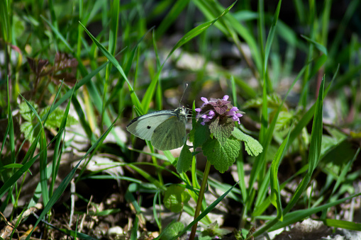 Farfalla mimetizzata