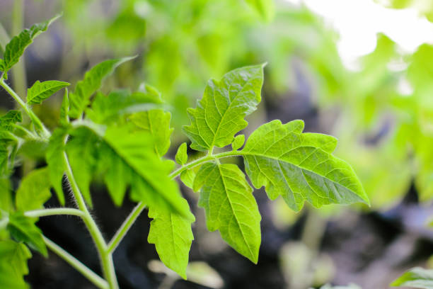 istock Fresh tomato leaves, growing vegetables indoors 1479305672