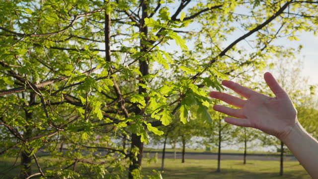Child hand runs young tender green leaves oak trees