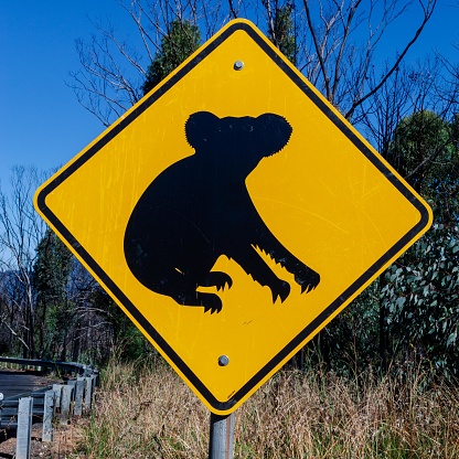 Full frame of black koala with blue sky and Australian bush in the background. Australian signs found along the road on road trips - inspiration for adventure, travel memories and brochure