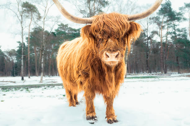 森の中で雪の中を歩くスコットランドのハイランダー牛 - ふさふさ ストックフォトと画像
