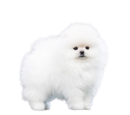 White pomeranian puppy isolate on white background