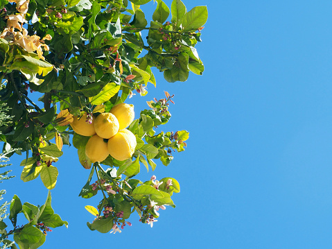 A branch of a lemon tree with bright yellow fruits and white flowers against a blue sky. Close-up. Copy space.