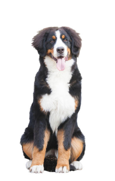 istock Bernese mountain dog puppy isolate on white background 1479314386