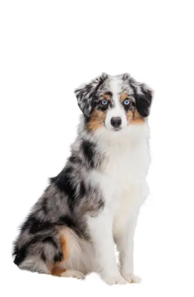 Photo of Miniature American Shepherd dog isolate on white background