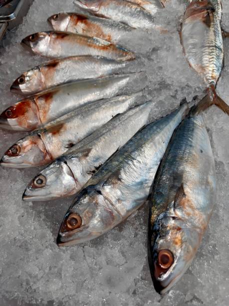 fishes on sale