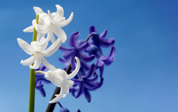 istock close up image of a spring flower hyacinth 1479321041