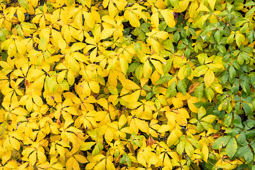 yellow and green leaves fantasy view from above